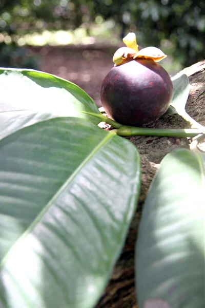 Mangosteen on Green Leaves. — Stock Photo, Image