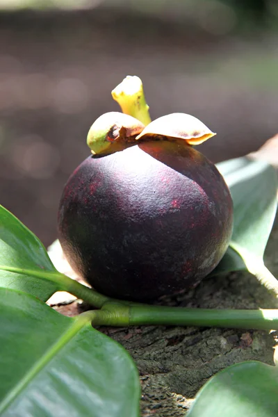 Mangosteen yeşil yaprakları üzerinde. — Stok fotoğraf