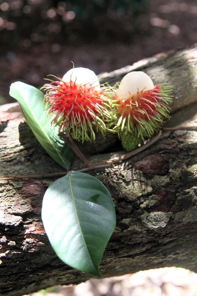 Carne di rambutan sulle foglie verdi . — Foto Stock