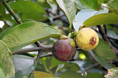 Mangosteen daha olgun değil.