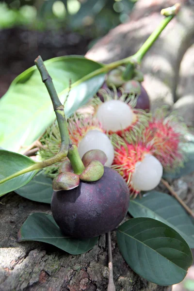 Rambutan flesh and mangosteen flesh. — Stock Photo, Image