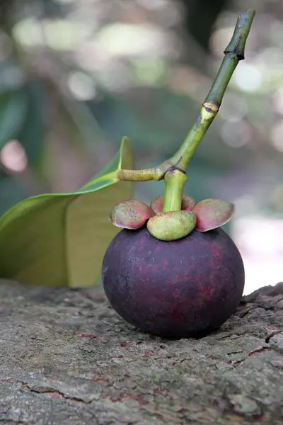 Mangostan sätta på trädet. — Stockfoto