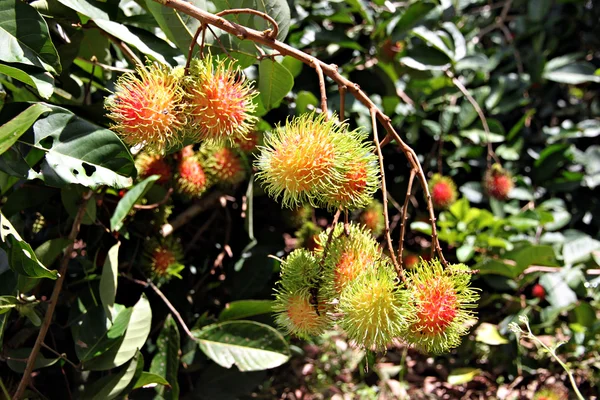 Rambutan Fruits sur l'arbre . — Photo