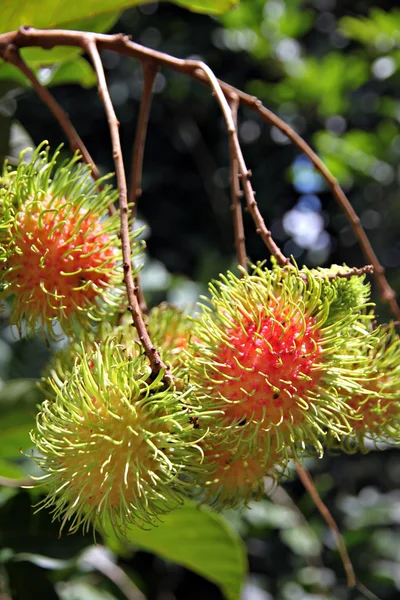 Rambutan Fruits on the tree. — Stock Photo, Image
