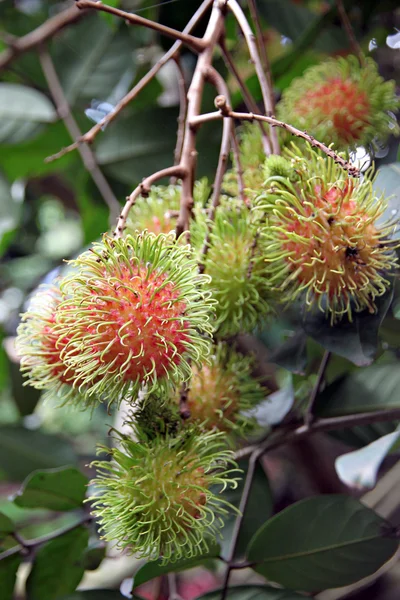 Rambutan Fruits Domestic Thailand — Stock Photo, Image