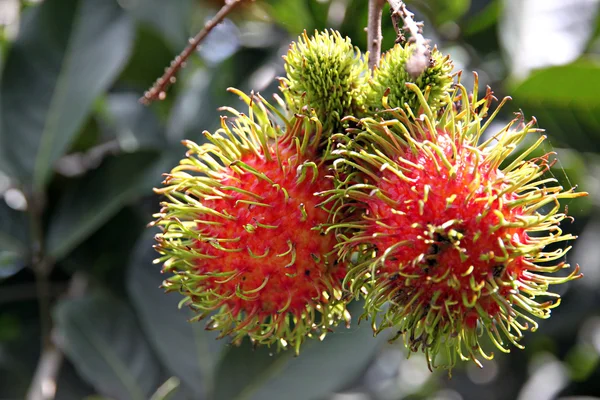 Rambutan Frutta Domestico Thailandia — Foto Stock