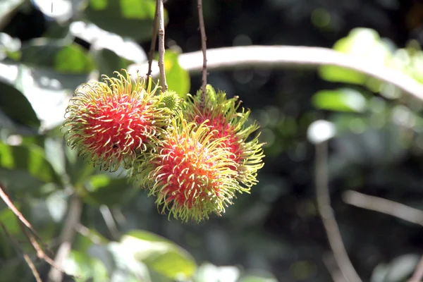 Rambutan Frutta Domestico Thailandia — Foto Stock