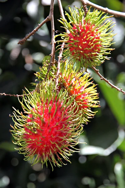 Rambutan Fruits Domestic Thailand — Stock Photo, Image