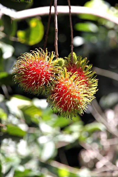 Rambutan Frutta Domestico Thailandia — Foto Stock