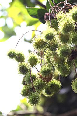 rambutan değil henüz olgunlaşmış. meyve yeşil