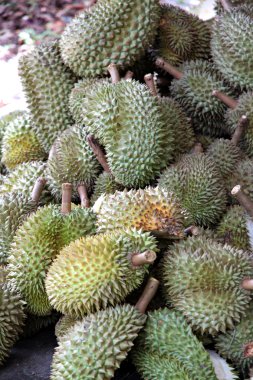 döküm durian Tayland.