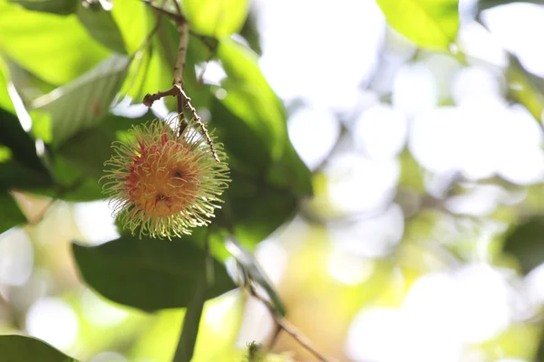 Rambutan träd med frukter på. — Stockfoto
