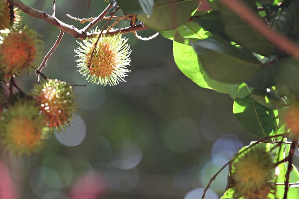 Rambutan tree with fruits on. — Stock Photo, Image