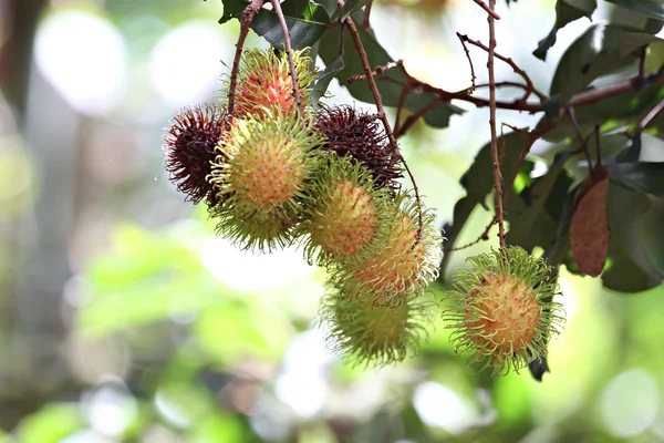 Frutas do Rambutão na árvore . — Fotografia de Stock