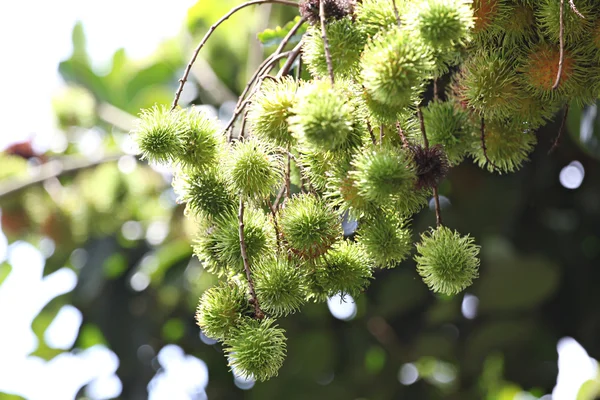 Rambutan inte ännu mogen. frukter är gröna — Stockfoto