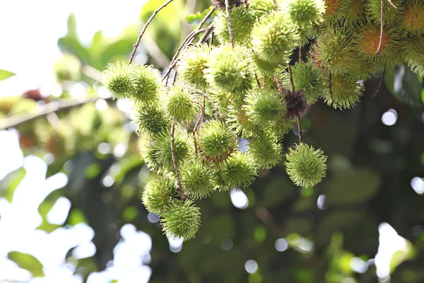 The Rambutan Not yet ripe. fruits are green — Stock Photo, Image