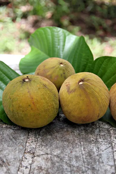 Santol meyve yaprakları üzerinde. — Stok fotoğraf