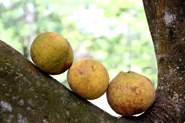 Santol frukt på träd i thailand. — Stockfoto