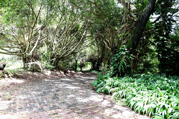 Árvores e folhas verdes . — Fotografia de Stock