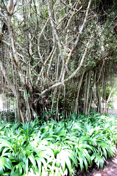 Árvores e folhas verdes . — Fotografia de Stock