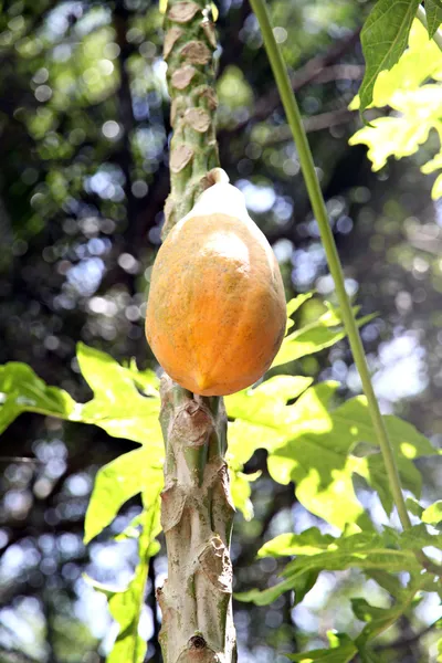 Zralé papája ovoce na stromě. — Stock fotografie