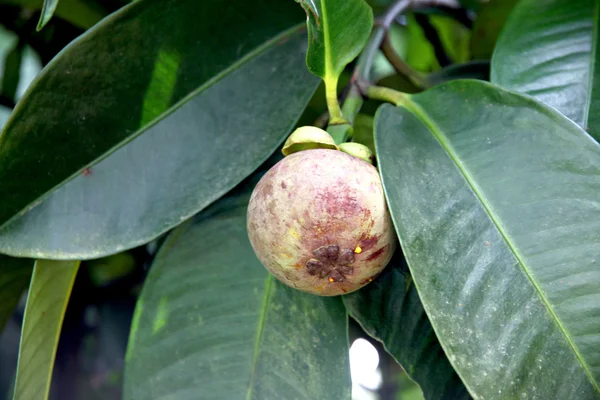 Mangosteen daha olgun değil. — Stok fotoğraf