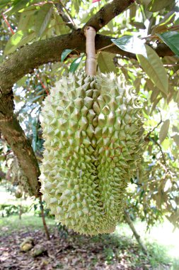 Durian ağaç üzerinde.