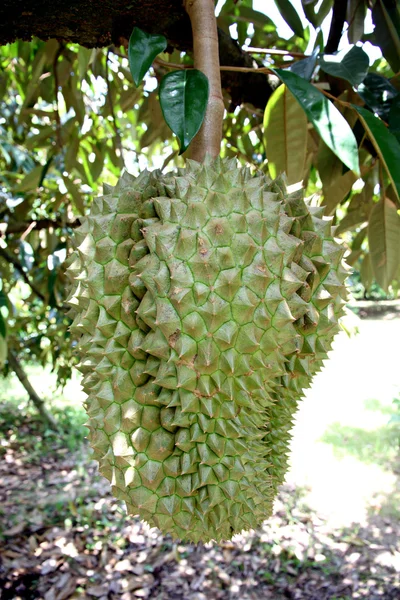 Durian sur l'arbre . — Photo