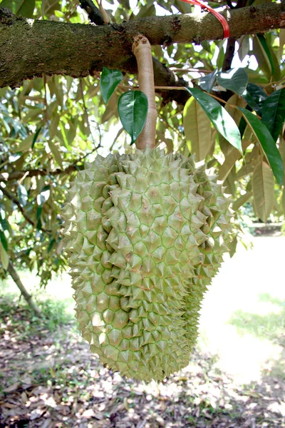 Durian op de boom. — Stockfoto
