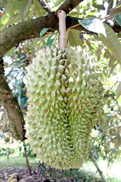 Durian på trädet. — Stockfoto