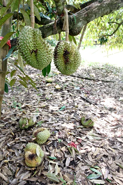 Durian på trädet är ruttet. — Stockfoto