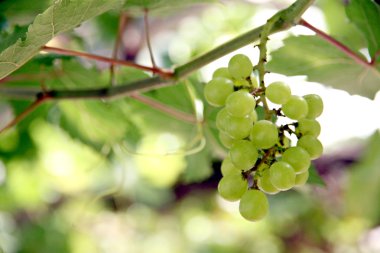 Yeşil çekirdeksiz üzüm.