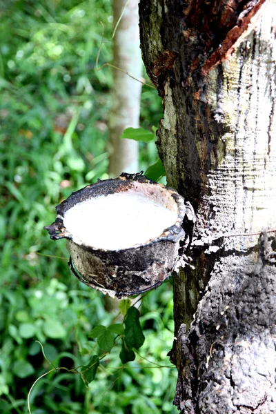 Accessories for rubber trees. — Stock Photo, Image