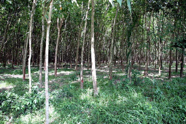 The rubber plantation. — Stock Photo, Image