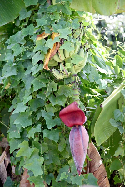 Flor de banana no fundo das folhas . — Fotografia de Stock