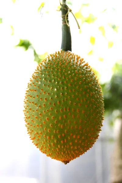 Baby jackfruit spiny bitter gourd. — Stock Photo, Image