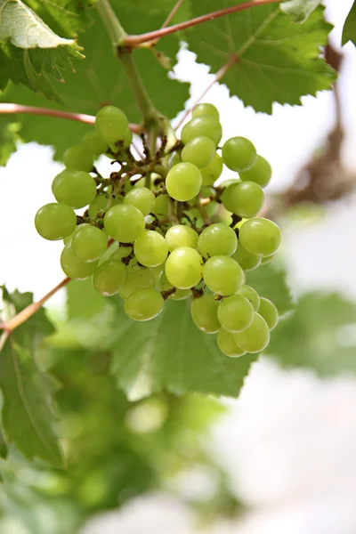 Uvas verdes sem sementes . — Fotografia de Stock