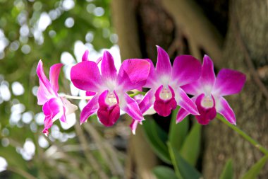 ağaç üzerinde pembe orkide.