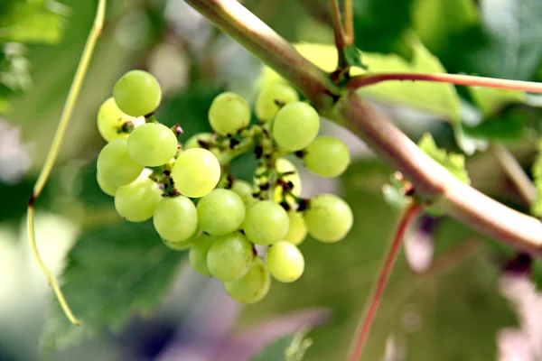 Green seedless grapes. — Stock Photo, Image