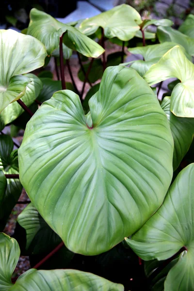 Anthurium andraeanum yaprakları. — Stok fotoğraf