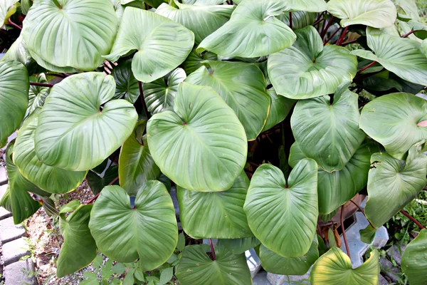 Anthurium andraeanum Leaves. — Stock Photo, Image