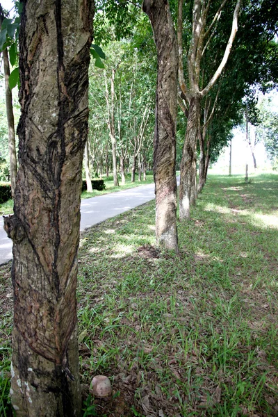 La plantación de caucho . —  Fotos de Stock