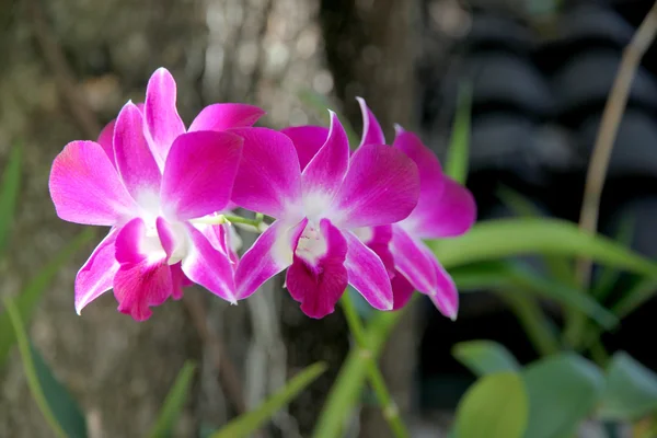 Orquídea rosa na árvore . — Fotografia de Stock