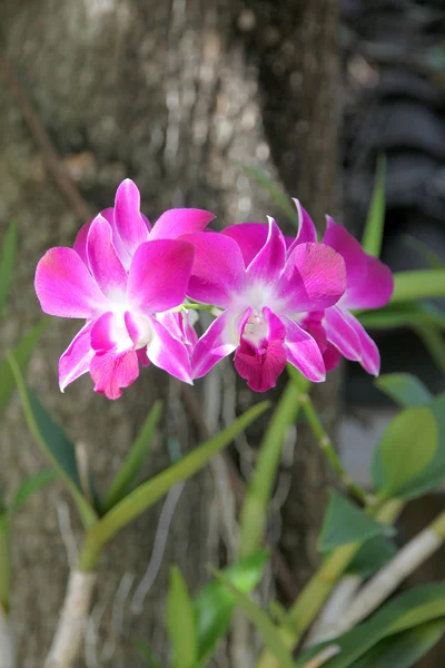 Orquídea rosa en el árbol . —  Fotos de Stock