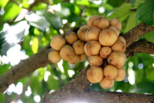 Lansium fruta en el árbol . —  Fotos de Stock