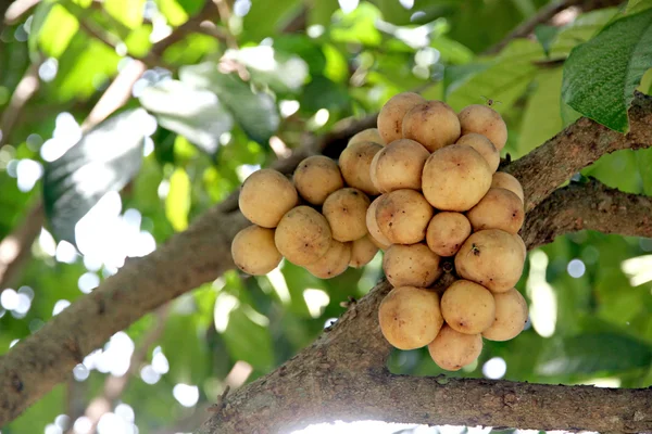 Lansiumfrucht am Baum. — Stockfoto