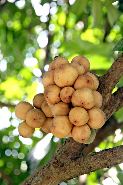 Lansiumfrucht am Baum. — Stockfoto