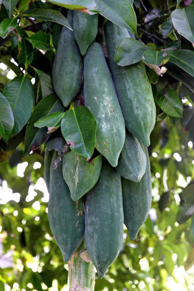 Papaya is not ripe. — Stock Photo, Image