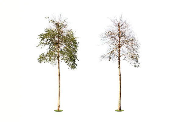 Antes e depois da mudança da árvore . — Fotografia de Stock