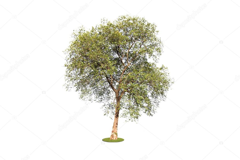 Tropical tree on a white background.